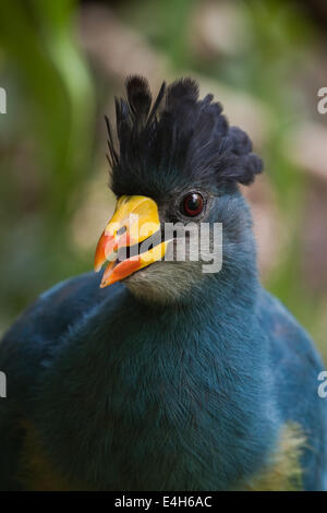 Großer blauer Turaco (Corythaeola Cristata). Aufrufen. Stockfoto