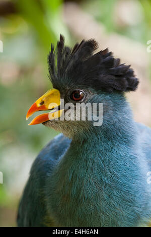 Großer blauer Turaco (Corythaeola Cristata). Porträt. Stockfoto