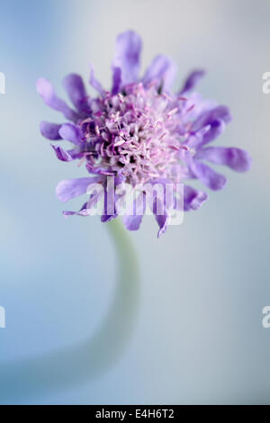 Witwenblume, Feld Witwenblume, Knautia Arvensis. Stockfoto