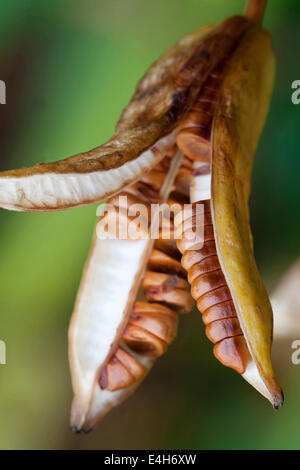 Iris, gelbe Flagge Iris, Iris Pseudacorus. Stockfoto