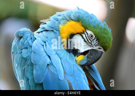 Porträt des blauen und gelben Ara Pflege Federn Stockfoto