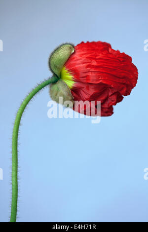 Mohn, isländischer Mohn, Papaver Nudicaule "Champagne Bubbles". Stockfoto