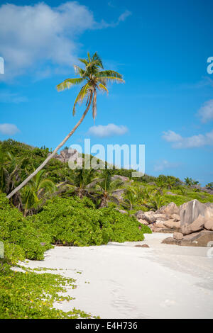 Einzige Palme an einem tropischen Paradies Strand Stockfoto