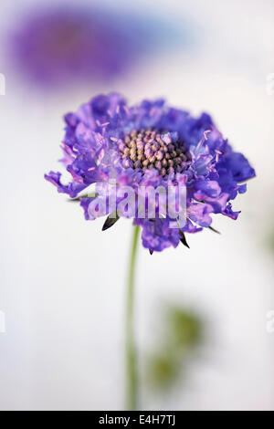 Witwenblume, Scabiosa Kolumbarien "Blue Note". Stockfoto