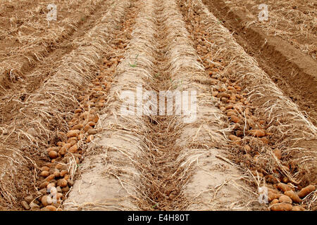 Frisch geerntete windgeruschte Kartoffeln liegen auf dem Feld warten auf Abholung. Stockfoto