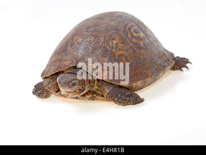 Wald gemalt Schildkröten isoliert auf weißem Hintergrund Stockfoto