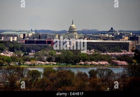 Arlington, Virginia: Blick auf das Kapitol und blühende Kirschbäume Bäume säumen das Tidal Basin Stockfoto