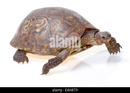 Wald gemalt Schildkröten isoliert auf weißem Hintergrund Stockfoto