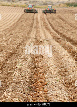 Ernte der Kartoffeln in den fruchtbaren Feldern von Idaho Stockfoto