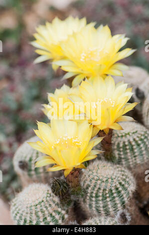 Kaktus, Goldene Ostern Lilie Kaktus, Echinopsis Aurea var. Leucomalla. Stockfoto