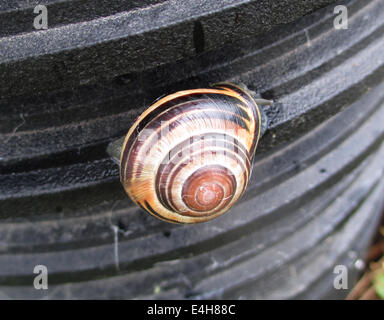 WEIß - LIPPIGE GEBÄNDERT Schnecke Bänderschnecken Hortensis. Foto Tony Gale Stockfoto