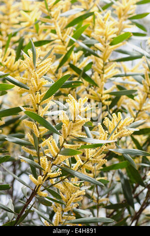 Flechtwerk, Golden Wattle, Acacia Longifolia. Stockfoto