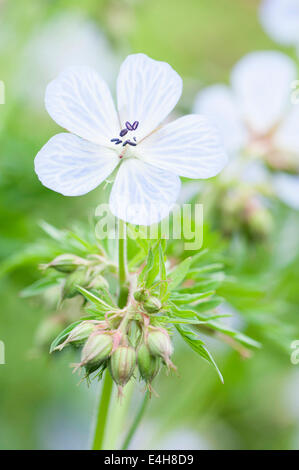 Storchschnabel-Wiesen Storchschnabel Geranium Pratense "Frau Kendall Clark". Stockfoto