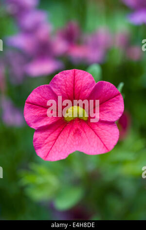 Calibrachoa. Million Bells Blume. Stockfoto
