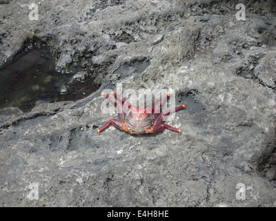 Krabben Sie auf den Steinen am Meer Stockfoto