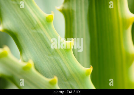 Aloe, Aloe-Sorte. Stockfoto