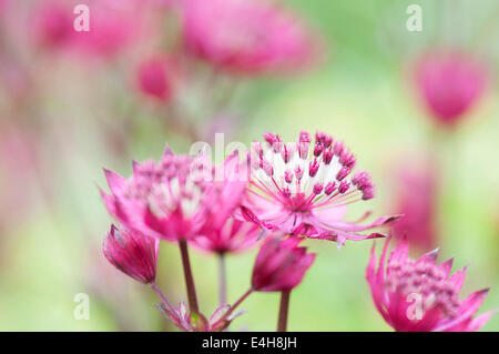 Sterndolde, große Sterndolde, Astrantia major 'Rubra'. Stockfoto
