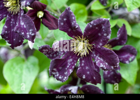 Pulvriger Mehltau auf Clematis "Romantika" Blumen. Stockfoto