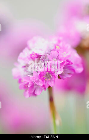 Sparsamkeit, Armeria Maritima "Dusseldorfer Stolz". Stockfoto