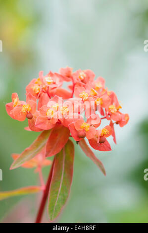 Euphorbien, Wolfsmilch, Euphorbia Griffithii 'Fireglow'. Stockfoto