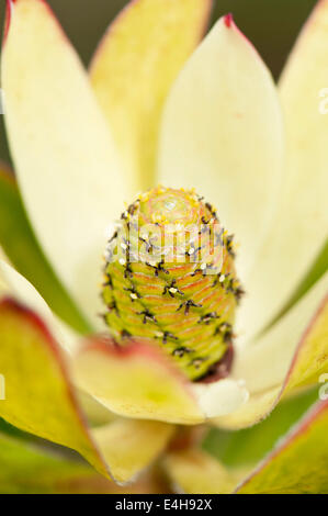 Protea, Leucadendron "Safari Sunset". Stockfoto