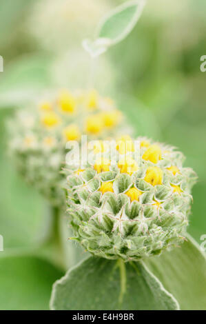 Phlomis, Phlomis Russeliana. Stockfoto