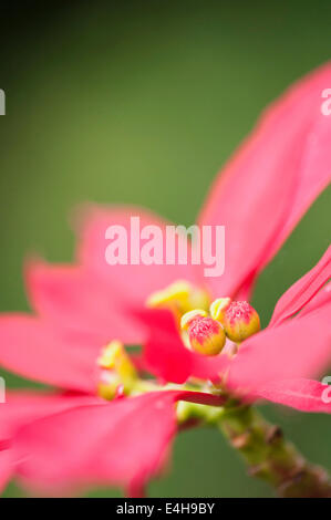 Weihnachtsstern, Euphorbia Pulcherrima. Stockfoto