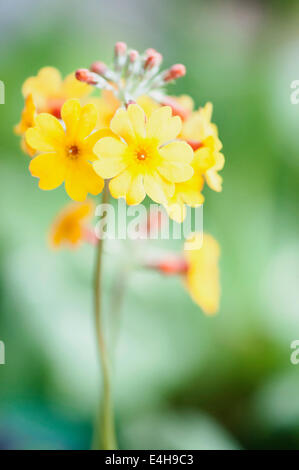 Kandelaber Primula, Primula Bulleyana. Stockfoto