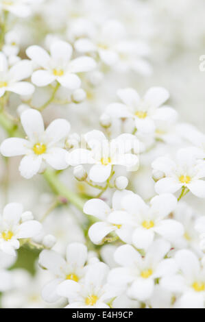 Steinbrech, Saxifraga 'Tumbling Waters'. Stockfoto