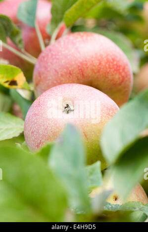 Apfel, Malus Domestica "Dutch Mignonne". Stockfoto