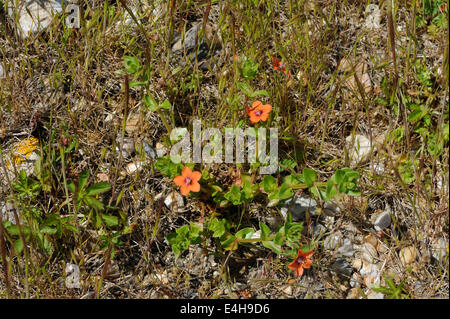 Scarlet Pimpernel (Anagallis Arvensis) wächst auf einer Schindel-Bank. Dungeness, Kent, UK. Stockfoto