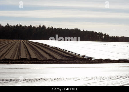 Ernte der Frühkartoffeln aus Fleece, Geschwindigkeit Wachstum abgedeckt Stockfoto