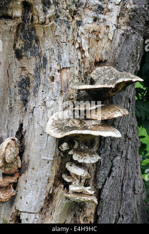 Halterung Pilz wachsen auf einer verfallenden Baumstumpf. Godington, Ashford. Kent. Stockfoto