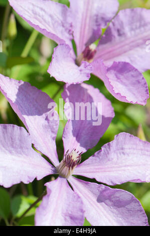 Clematis, Clematis "Margaret Hunt". Stockfoto