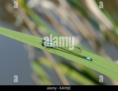 Männliche Blue-Tailed Damselfly (Ischnura elegans) Bedgebury Wald, Kent, Großbritannien. Stockfoto