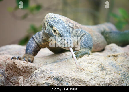 Eine riesige Komodowaran (Varanus Komodoensis) auf einem Felsen. Diese Eidechse ist ein großes Display von indonesischen Inseln Stockfoto