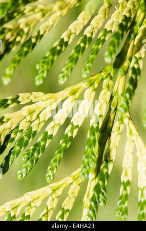 Hecke, Thuja Plicata 'Zebrina'. Stockfoto