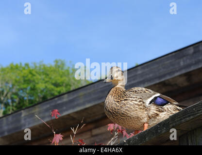 Eine weibliche Stockente (Anas platyrhynchos) steht auf einem Dach. Bedgebury Wald, Kent, Großbritannien. Stockfoto