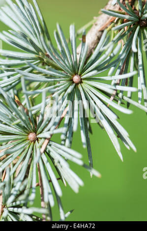 Blaue Atlas-Zeder, Cedrus Atlantica "Glauca Pendel" Weinen. Stockfoto