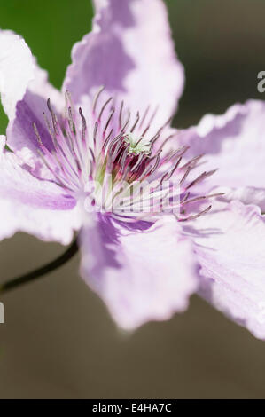 Clematis, Clematis 'Hagley Hybrid'. Stockfoto