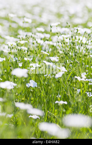 Leinsamen, Leinsamen, Linum Usitatissimum. Stockfoto