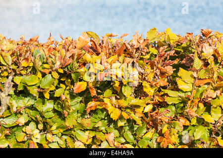 Buche, Fagus Sylvatica. Stockfoto