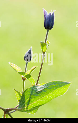 Clematis, Clematis 'Arabella'. Stockfoto