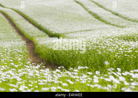 Leinsamen, Leinsamen, Linum Usitatissimum. Stockfoto