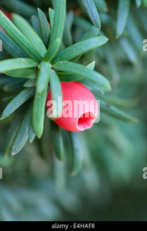 Eibe, irische Eibe, Taxus Baccata Fastigiata. Stockfoto