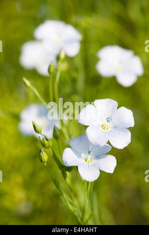 Leinsamen, Leinsamen, Linum Usitatissimum. Stockfoto