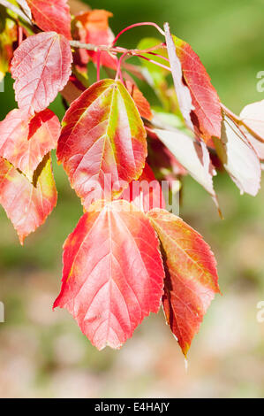 Tatarischer Ahorn, Acer Tataricum. Stockfoto