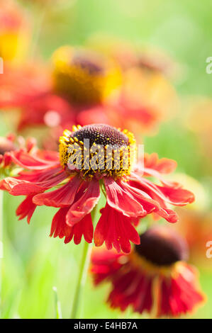 Helen Blume, Sneezeweed, Helenium 'Moerheim Beauty'. Stockfoto