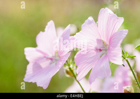 Moschusmalve, Malva Moschata. Stockfoto
