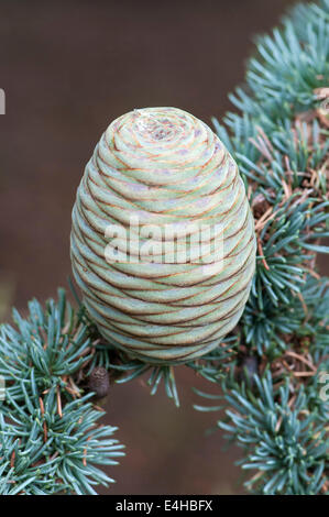 Blaue Atlas-Zeder, Cedrus Atlantica Glauca Gruppe. Stockfoto